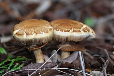 Backyard fungus