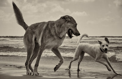 View of dogs on beach