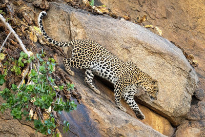 Leopard walks down steep rock lifting paw