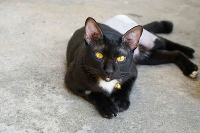 High angle portrait of black cat relaxing outdoors