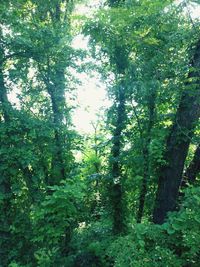 Low angle view of trees in forest