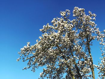 Low angle view of cherry tree against blue sky