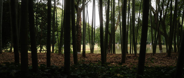 View of trees in forest