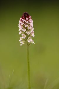 Burnt orchid flower