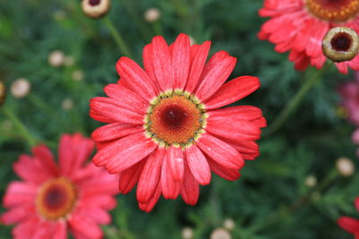 Close-up of red rose in park