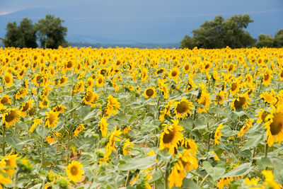 Scenic view of sunflower field