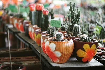 Close-up of potted plants on table