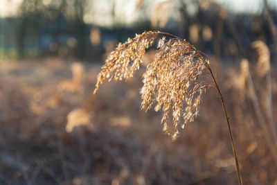 Close-up of wilted plant on field