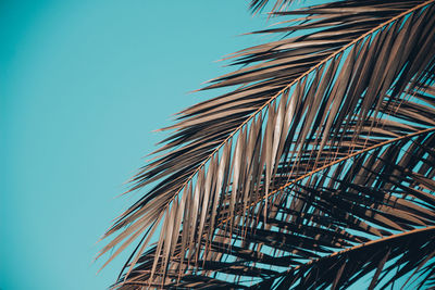 Low angle view of palm trees against clear blue sky