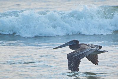 Bird in sea