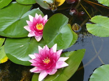 Close-up of lotus water lily in pond