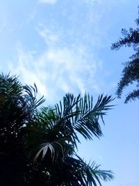 Low angle view of palm trees against blue sky