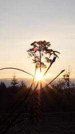 Silhouette trees against sky during sunset