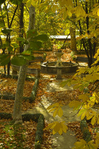 Trees growing in park