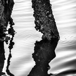 Reflection of trees in water