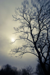 Low angle view of bare trees against sky