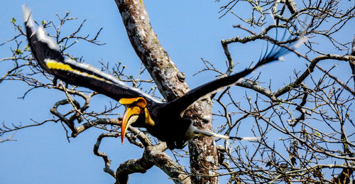 Low angle view of bird perching on bare tree against sky