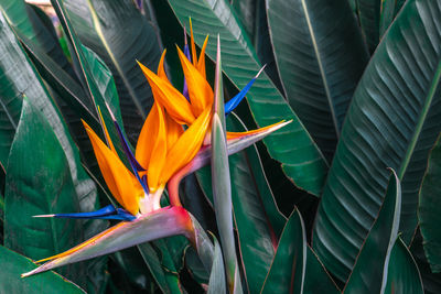 Close-up of orange flowering plant