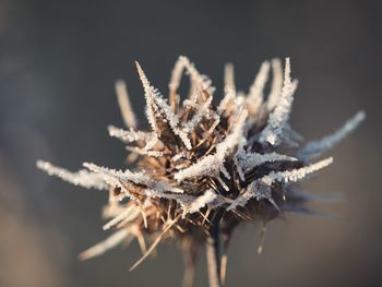 Close-up of frozen plant