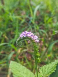 Close-up of flower blooming outdoors