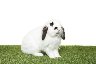 White puppy sitting on grass