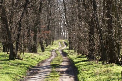 Footpath amidst trees in forest