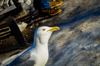 Close-up of seagull perching