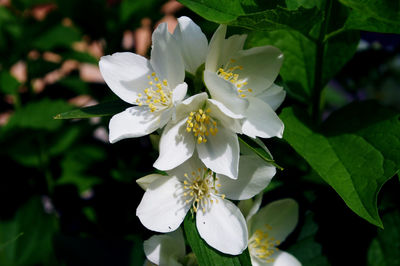 Close-up of white flowers