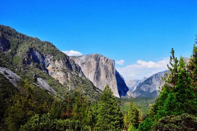 Trees against mountains