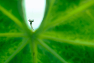 Close-up of water drop on leaf