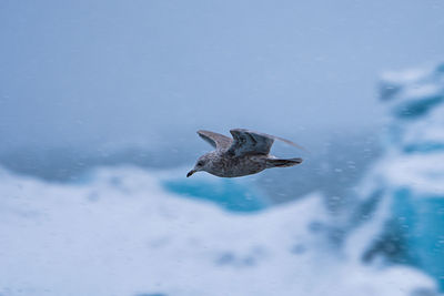High angle view of bird flying in snow