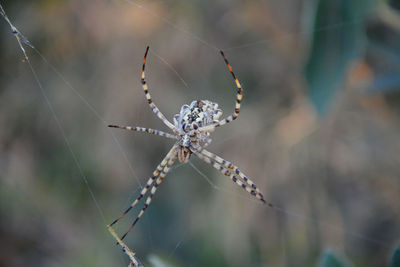 Close-up of spider on web