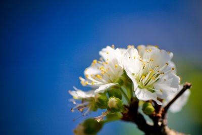 Close-up of white cherry blossoms against clear blue sky