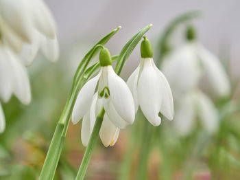 Close-up of white flowering plant