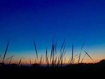 Silhouette plants on field against clear sky during sunset