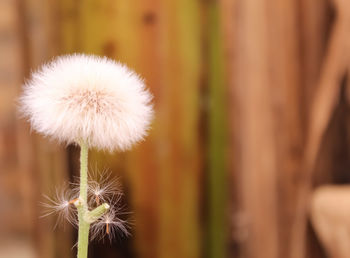 Close-up of dandelion flower