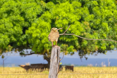 Burrowing owl perching on wooden post facing to camera, tree in background