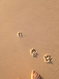 High angle view of footprints on sand