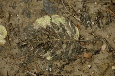 High angle view of lizard