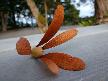 Close-up of leaves on wood