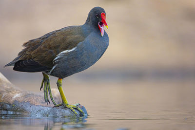 Close-up of duck perching on a lake