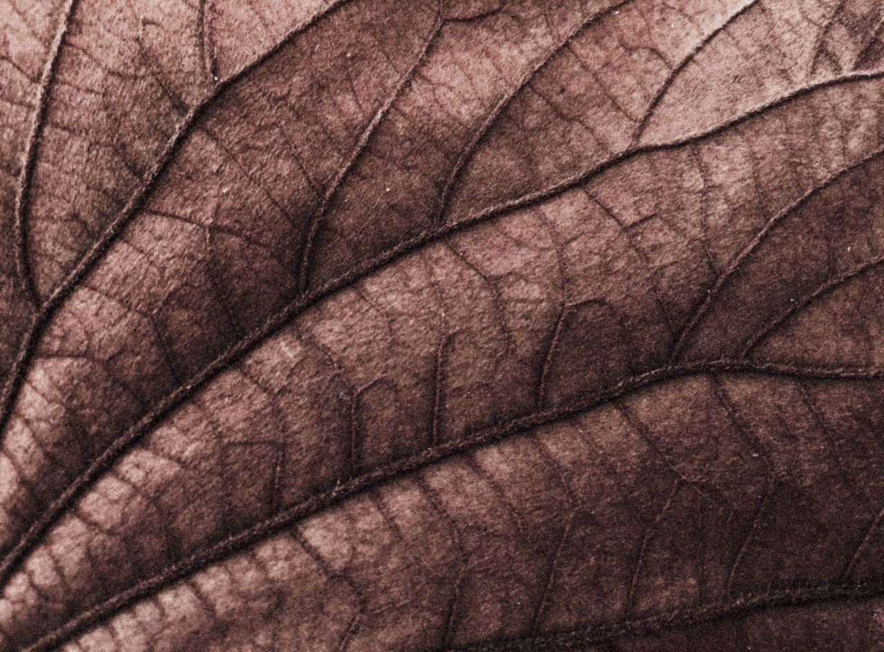 FULL FRAME SHOT OF LEAF AGAINST SUNLIGHT