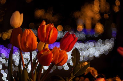 Close-up of flowers blooming at night