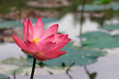 Close-up of pink lotus water lily in lake