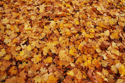 Full frame shot of autumn leaves