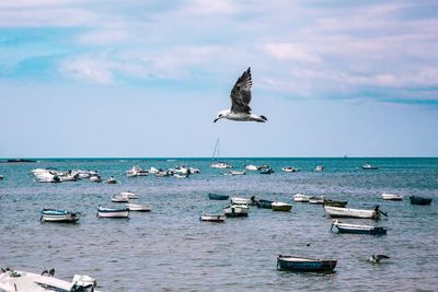 Seagulls flying over sea against sky