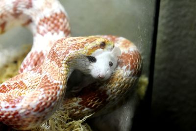 Close-up of a turtle in zoo