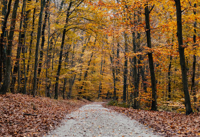 Road amidst trees in forest during autumn