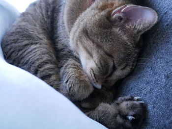 High angle view of cat sleeping