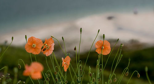 Close-up of poppy blooming outdoors